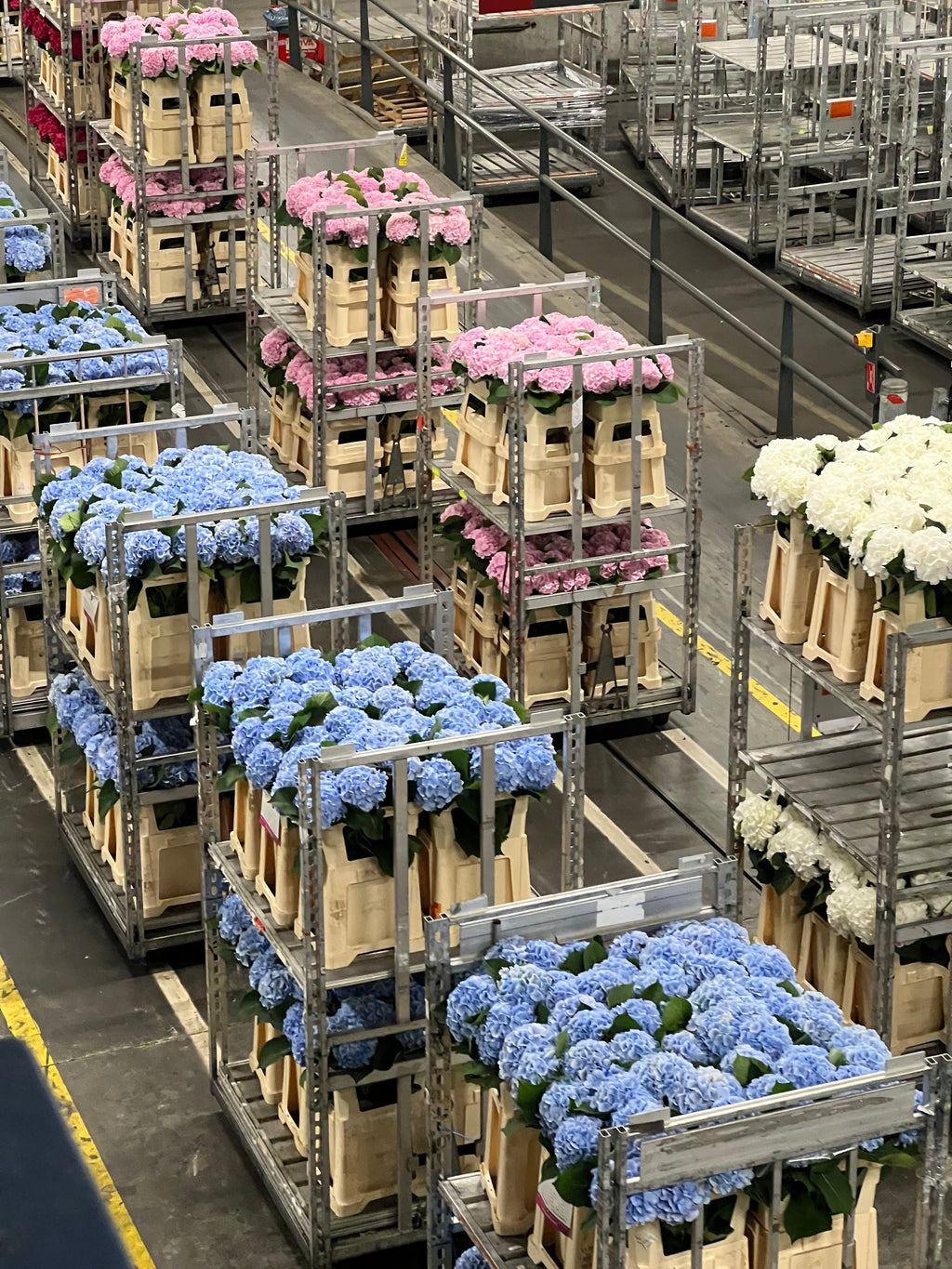 Lost in a Sea of Blooms... Visiting the World’s Largest Flower Auction in Aalsmeer Holland
