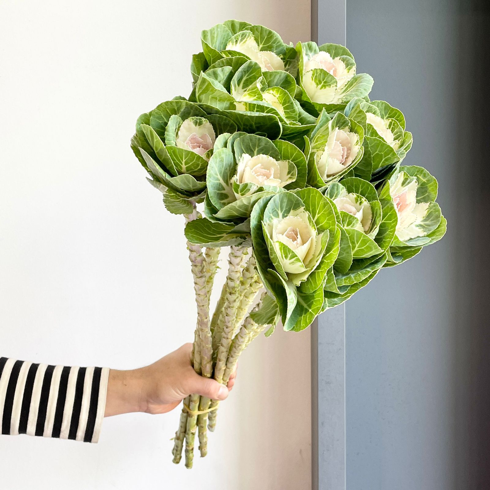 Brassica - Empire Anna