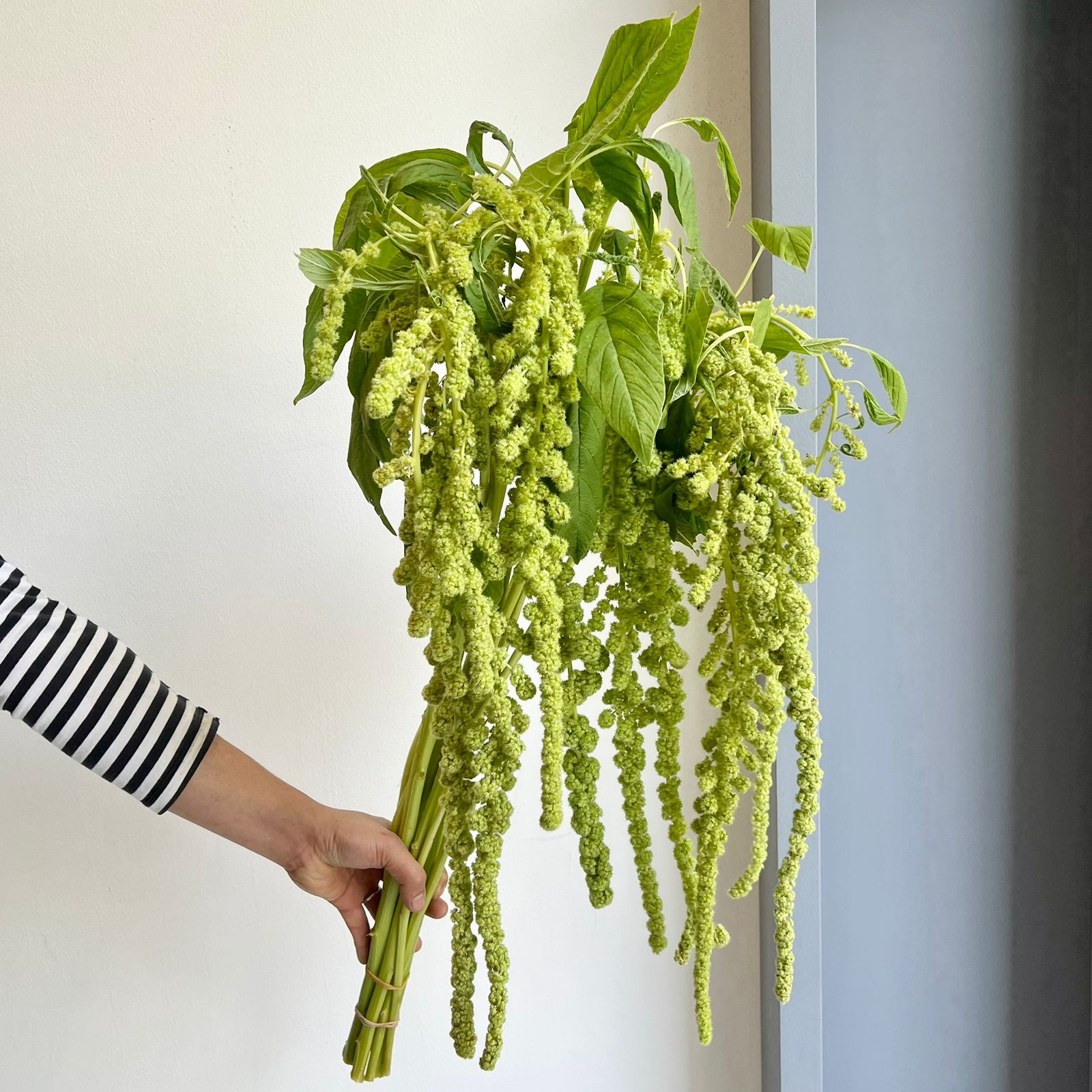 Amaranthus Hanging Caudatus Cycloop Green