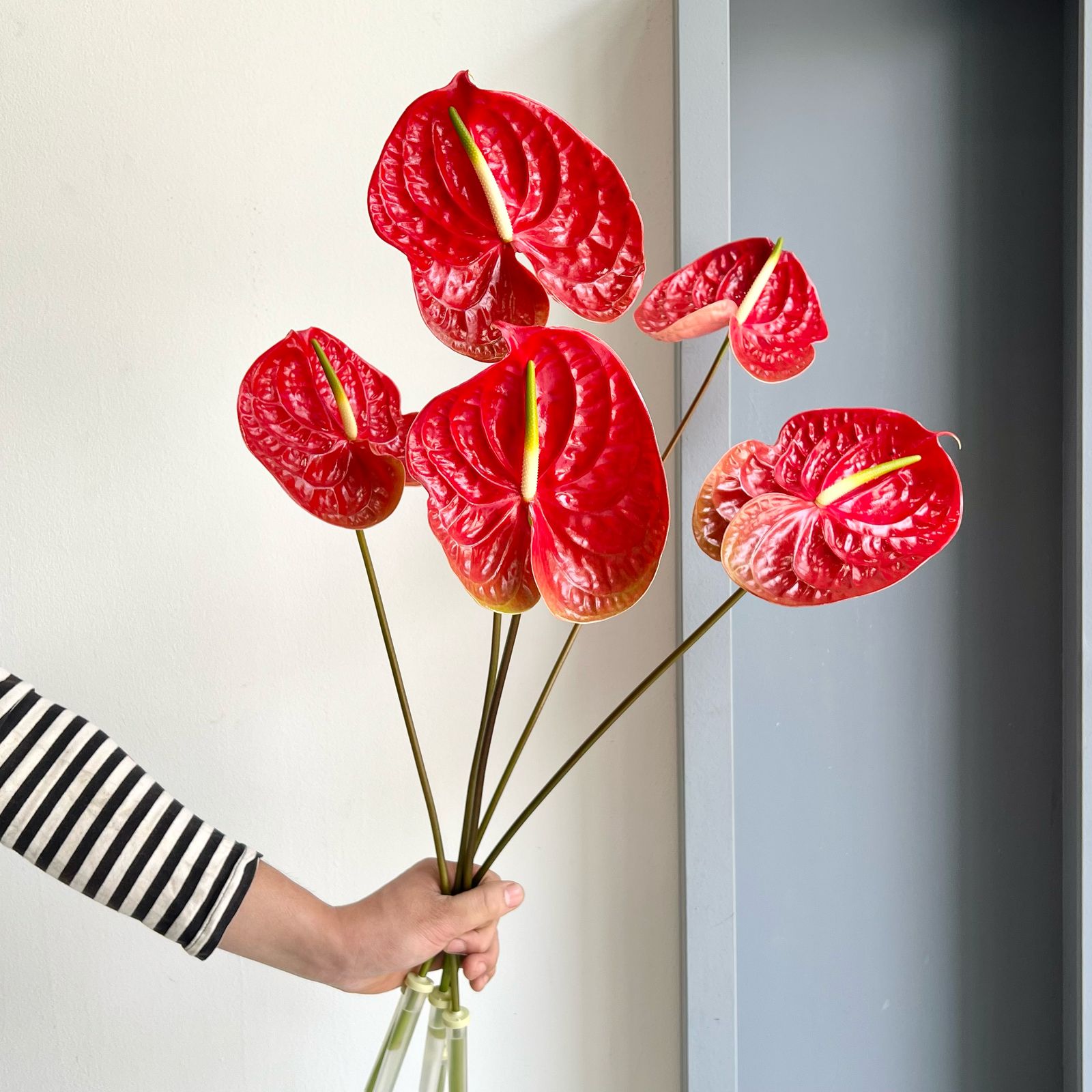 Anthuriums - Calisto Red