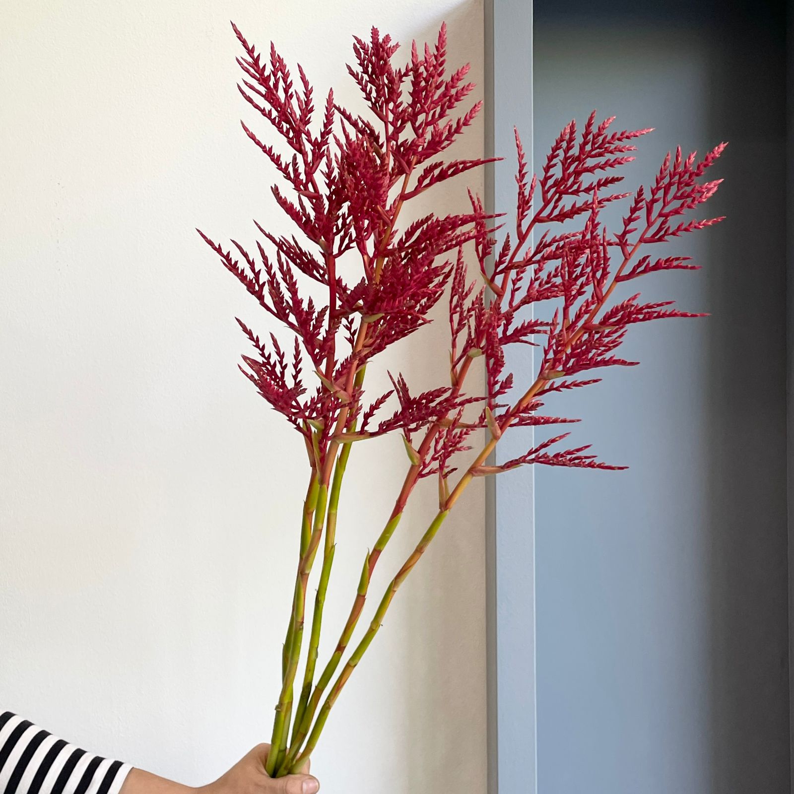 Bromelia Red Paloma