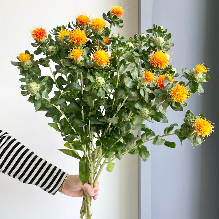 Florette_Flower_Market_Carthamus_Orange
