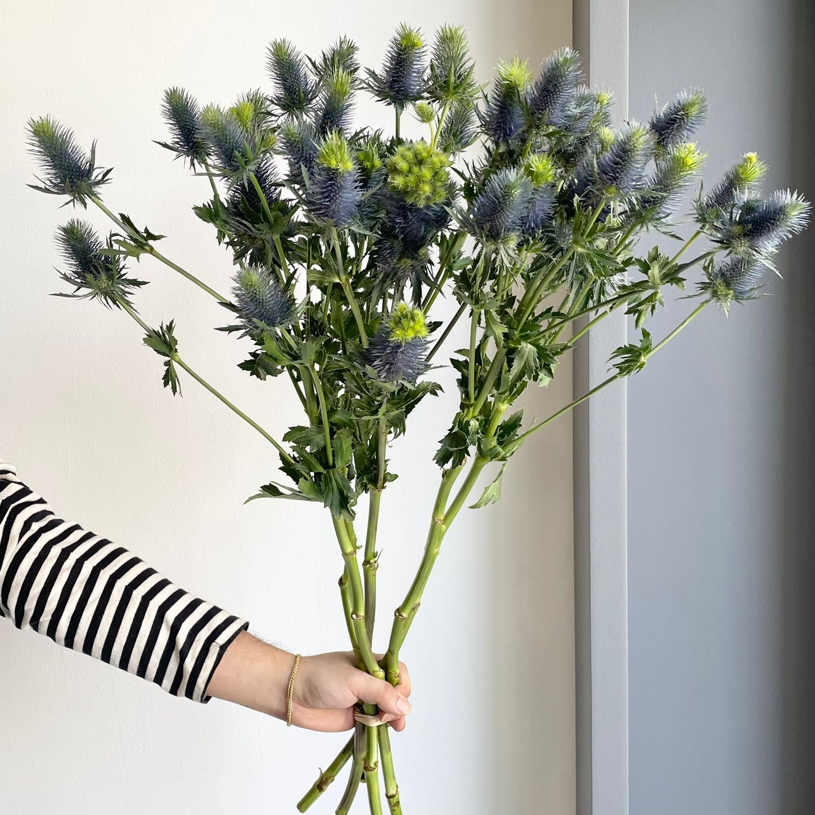 Eryngiums Supernova Xl
