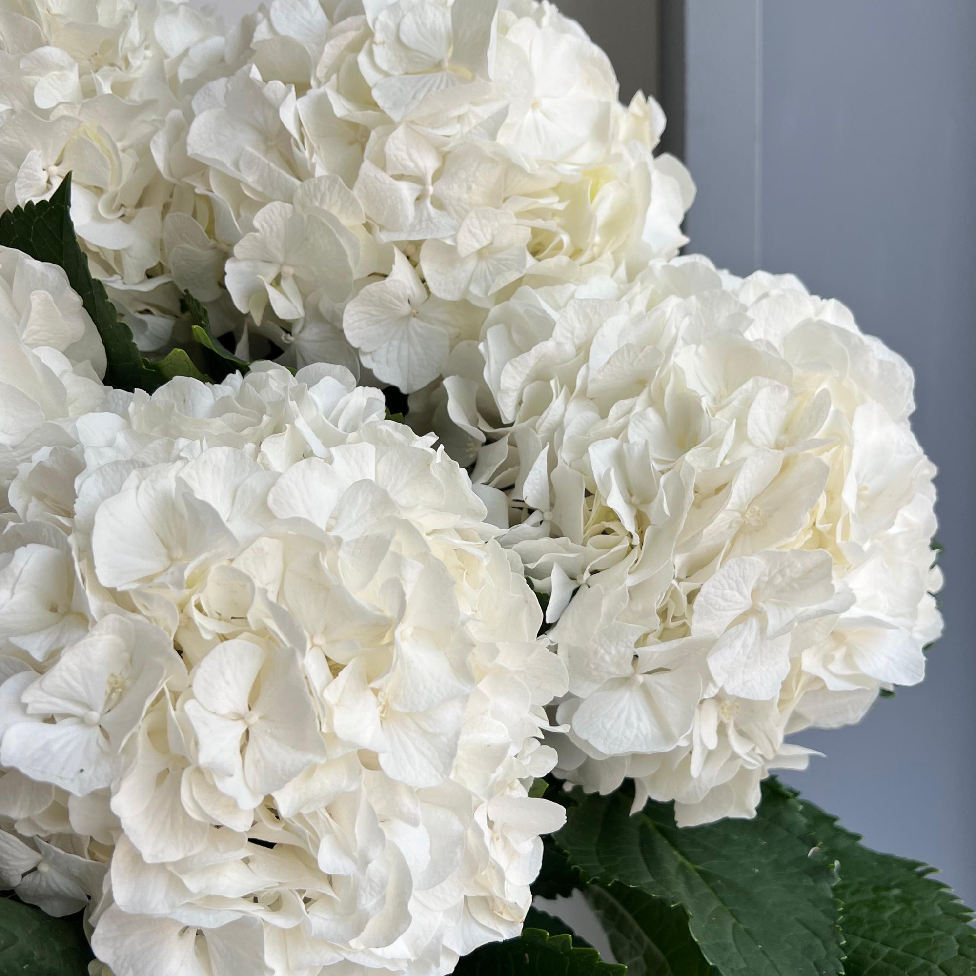 Hydrangeas - Ivoory White