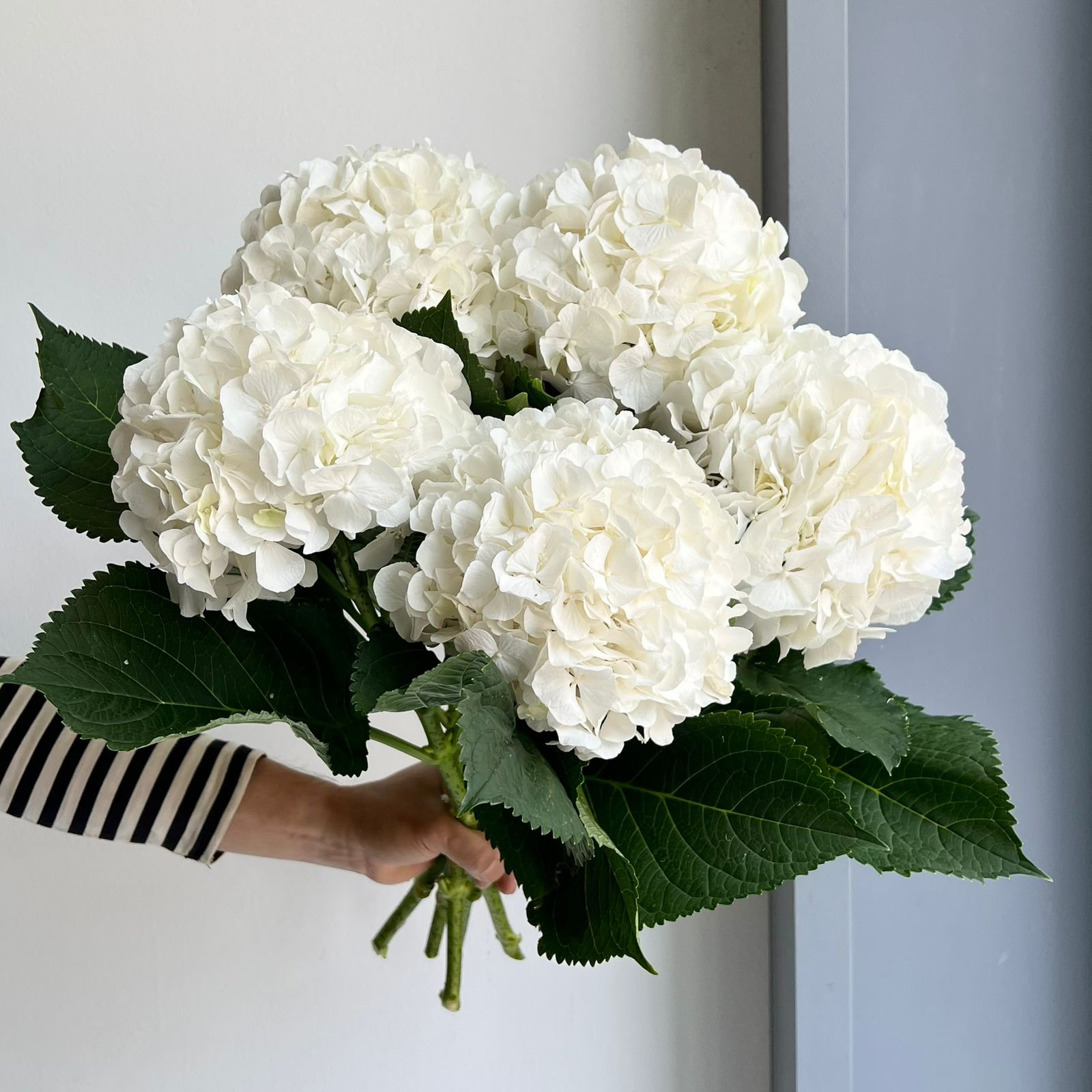 Hydrangeas - Ivoory White