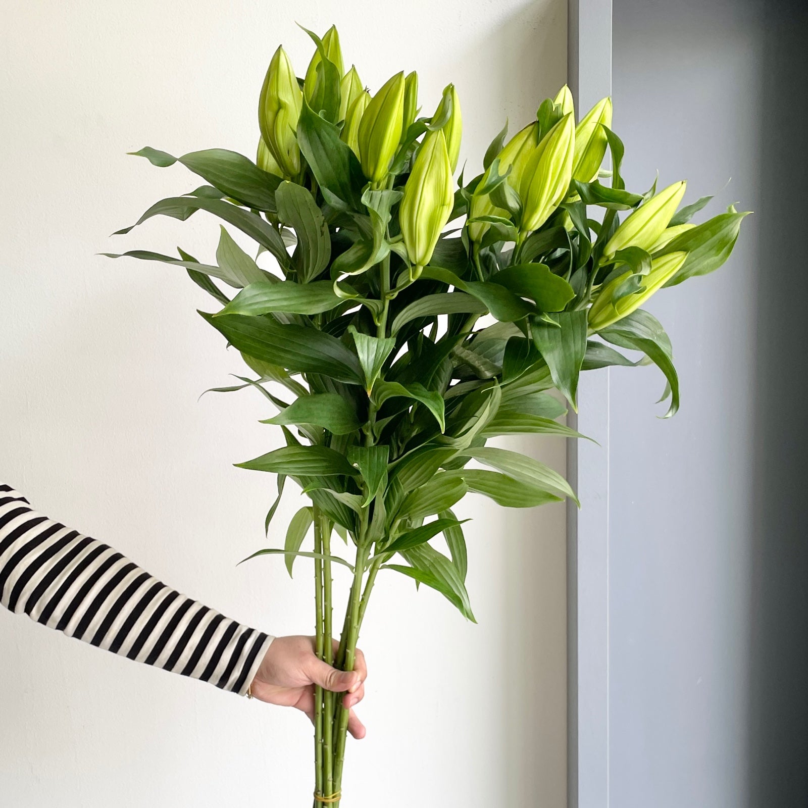 Lilies Oriental - Proposal White