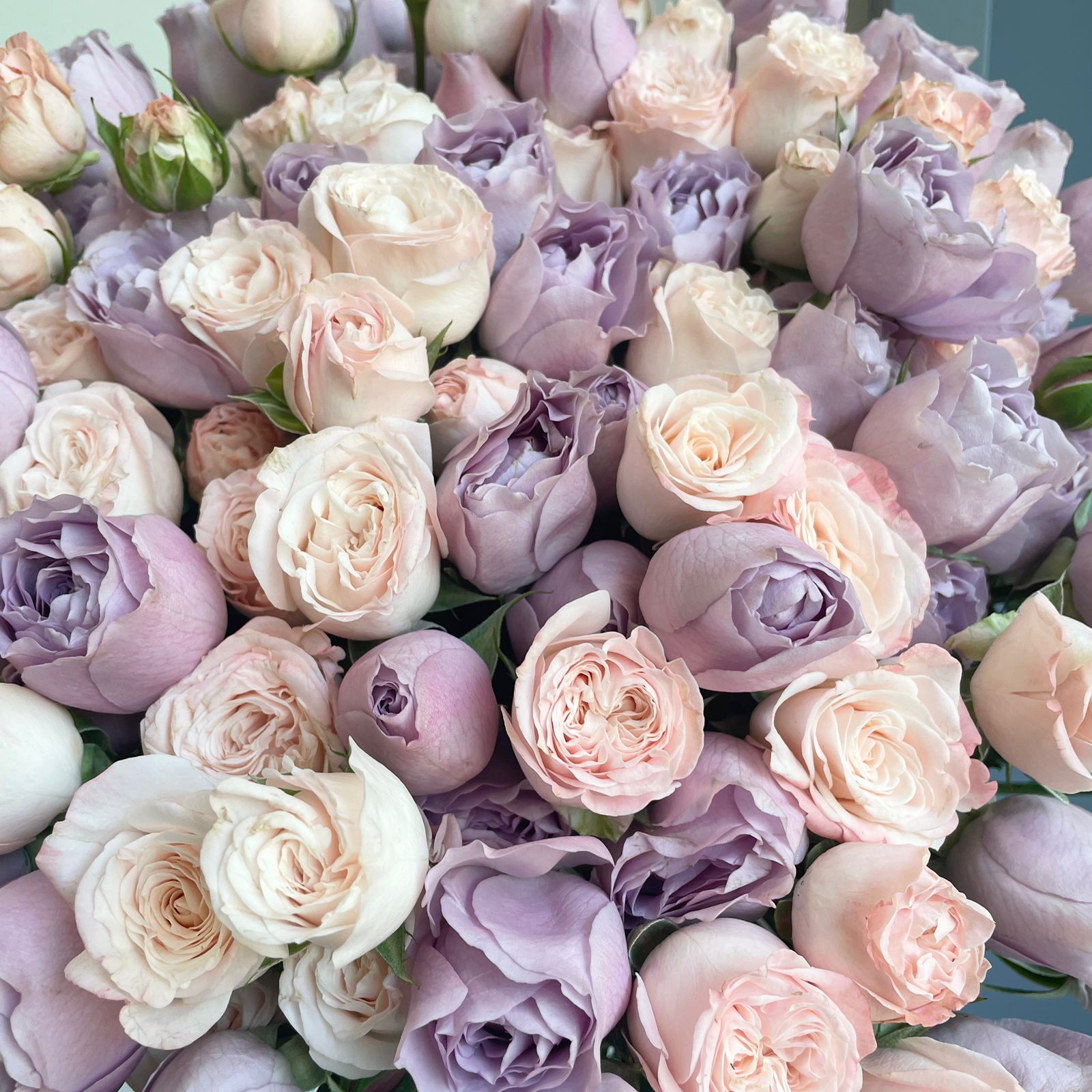Spray Roses Mixed - Pastel Blooms