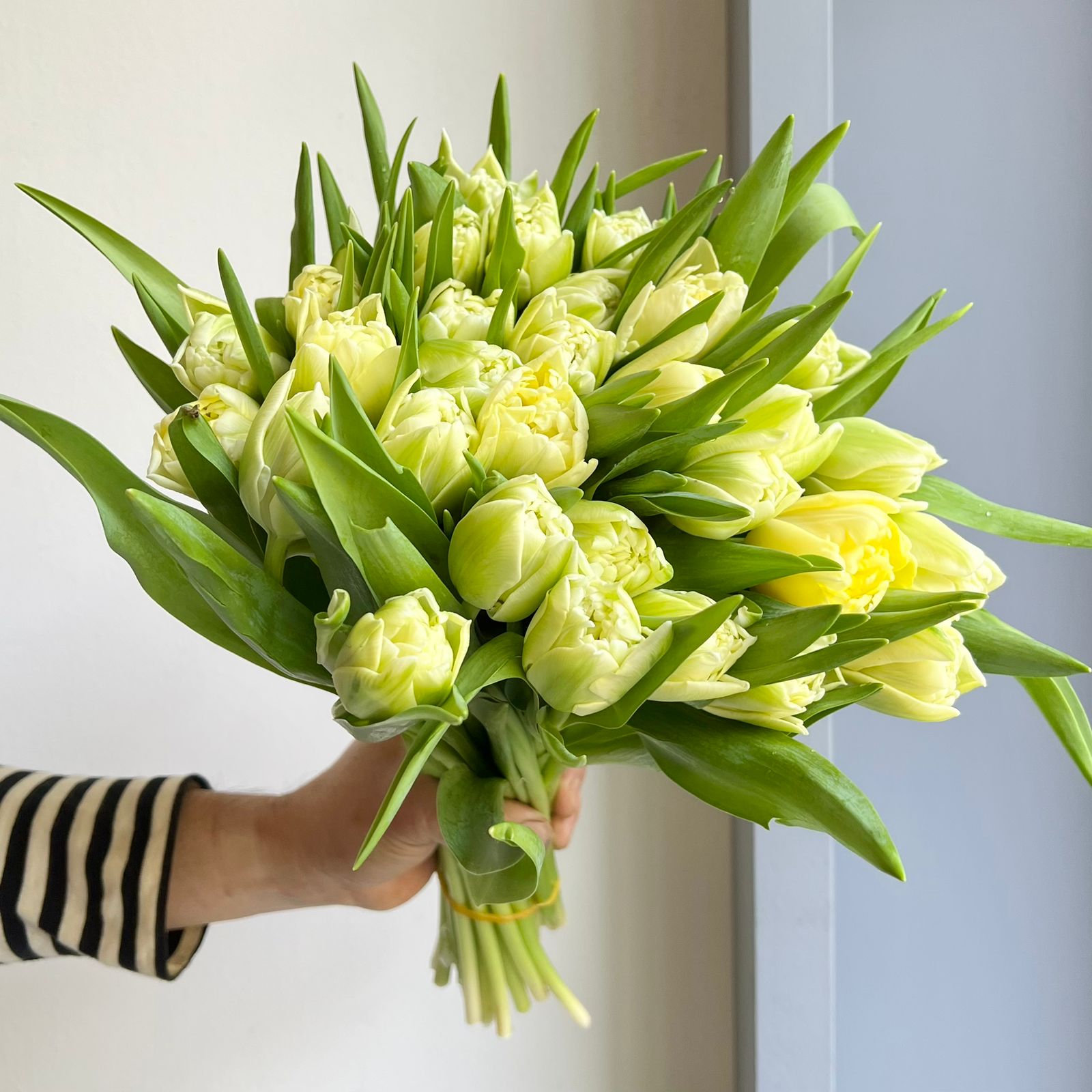 Tulips Double - Avant Garde Creme