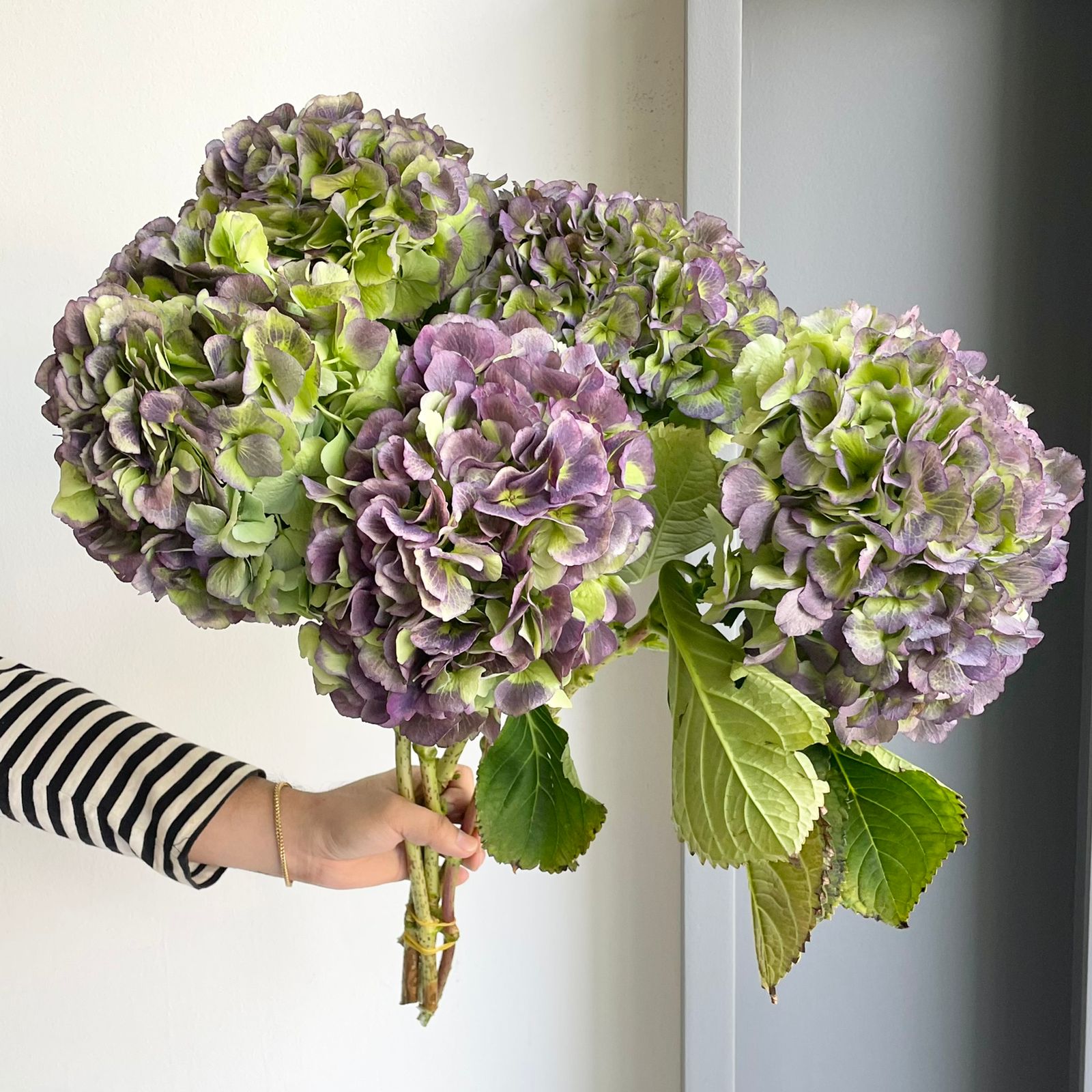 Hydrangeas - Verena Purple Classic