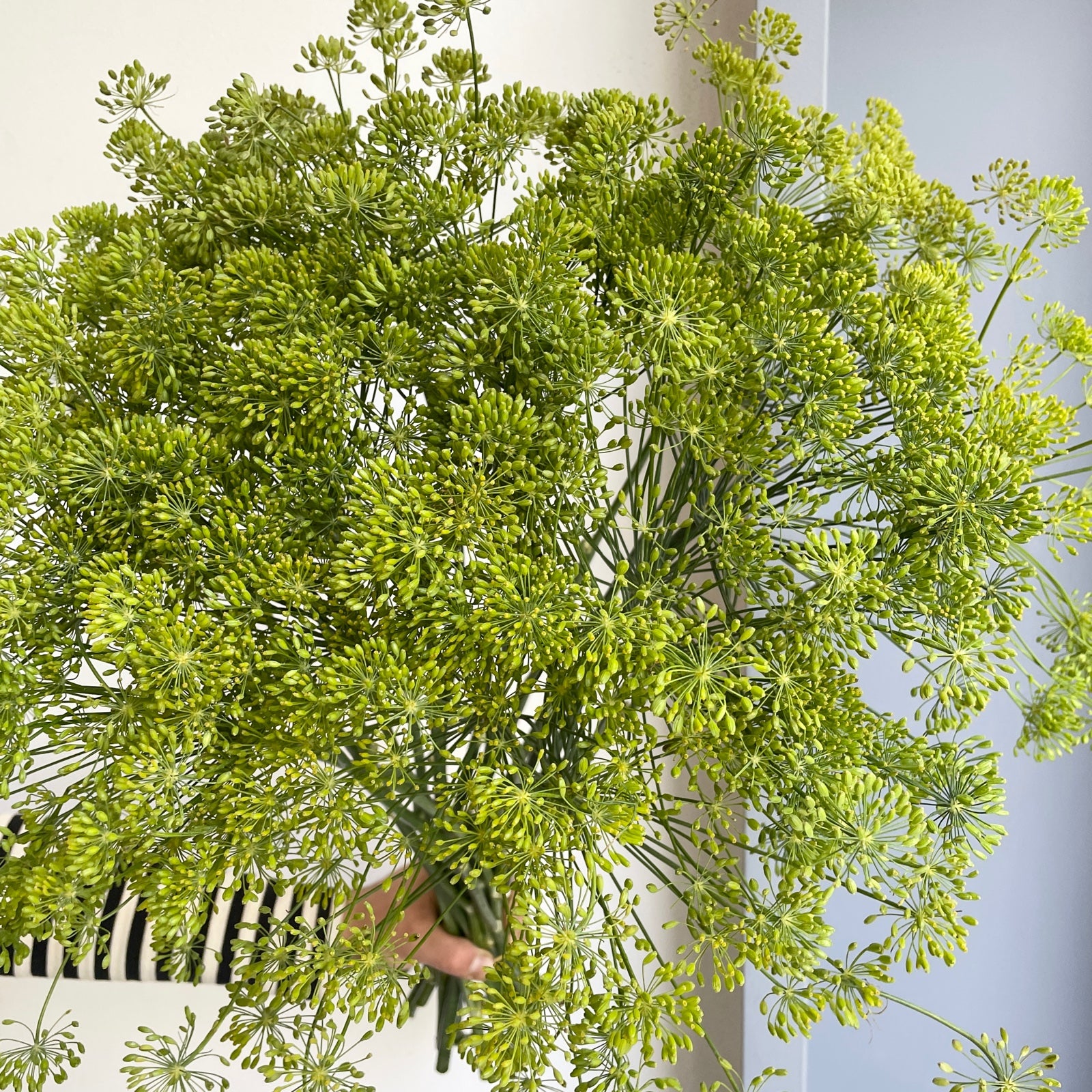 Wild Dill Flower