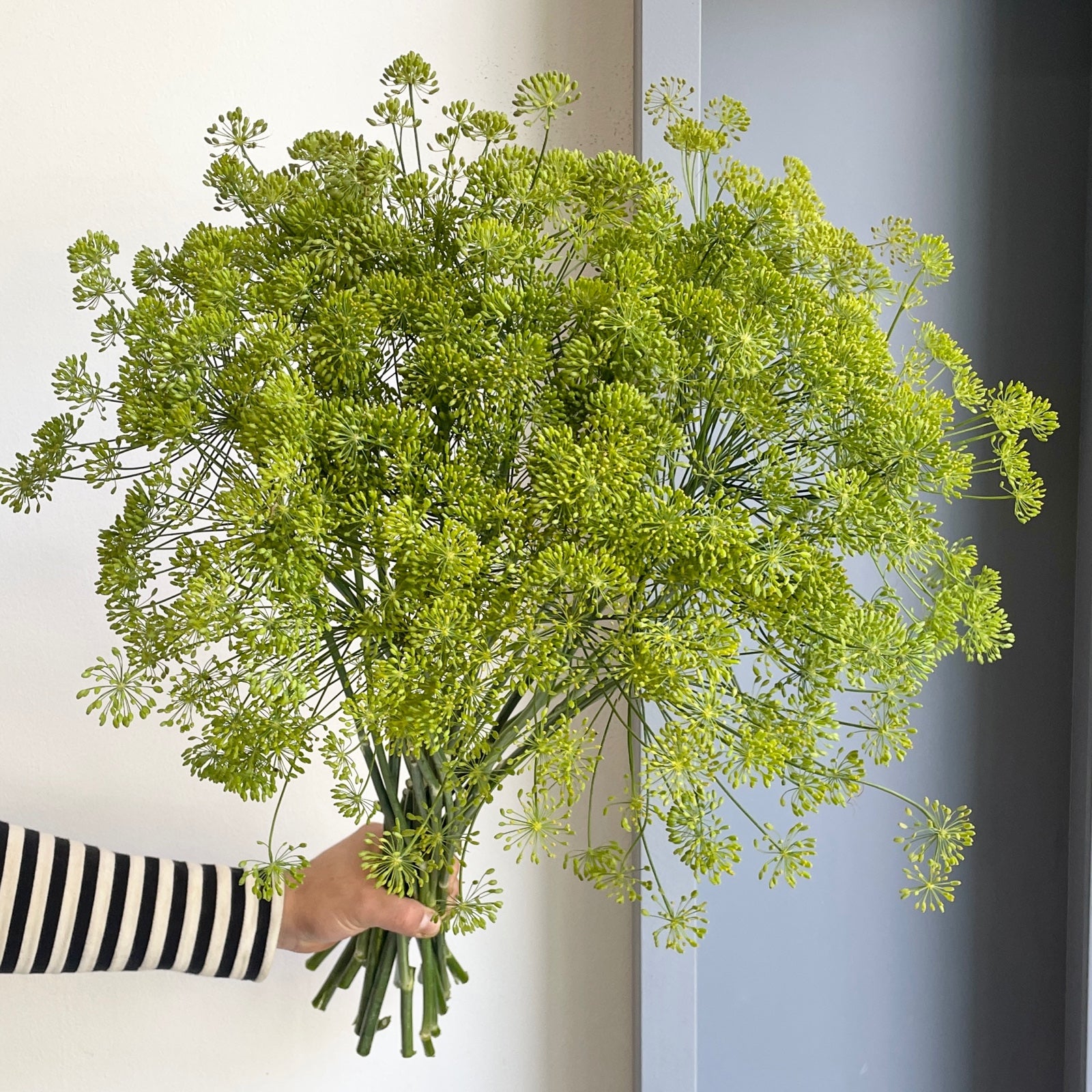 Wild Dill Flower