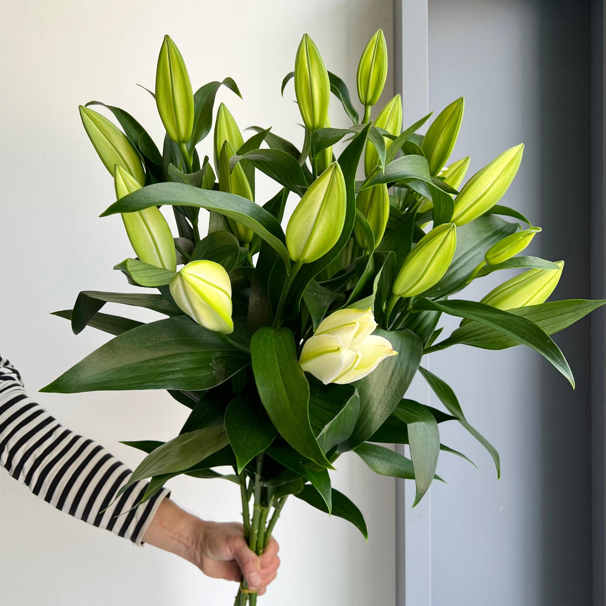 Lilies Oriental - Tomorrow White