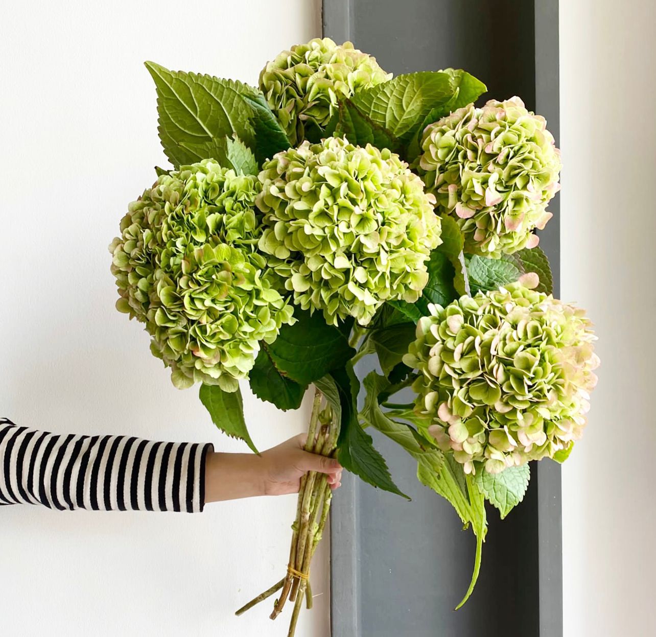 Hydrangeas - Cannonball Classic Green