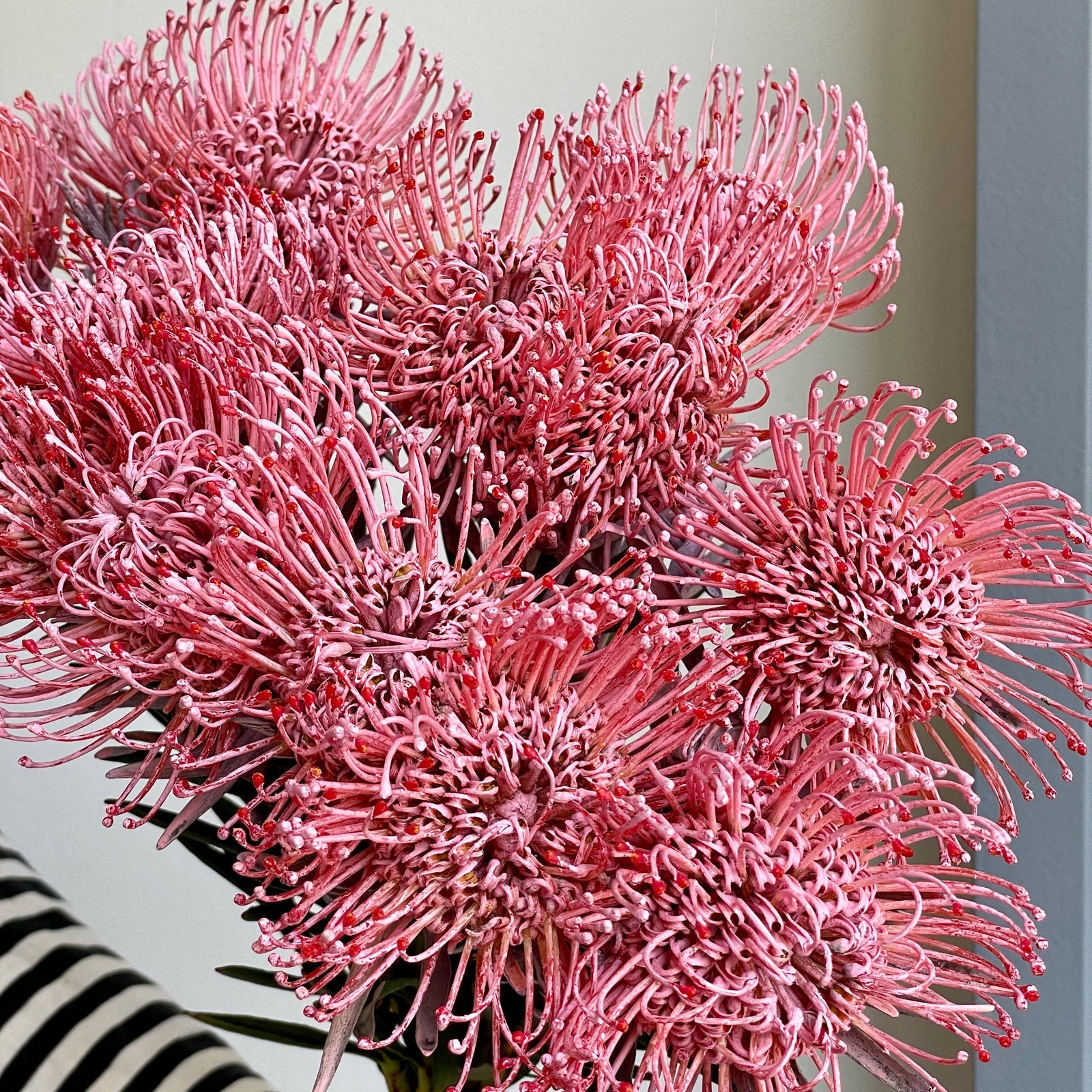 Leucospermum - Dyed Baby Rose