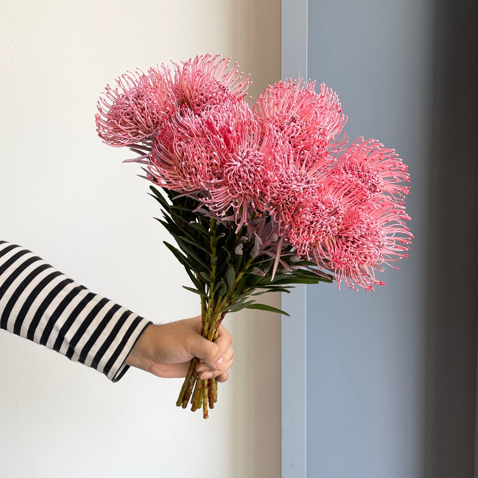 Leucospermum - Dyed Baby Rose