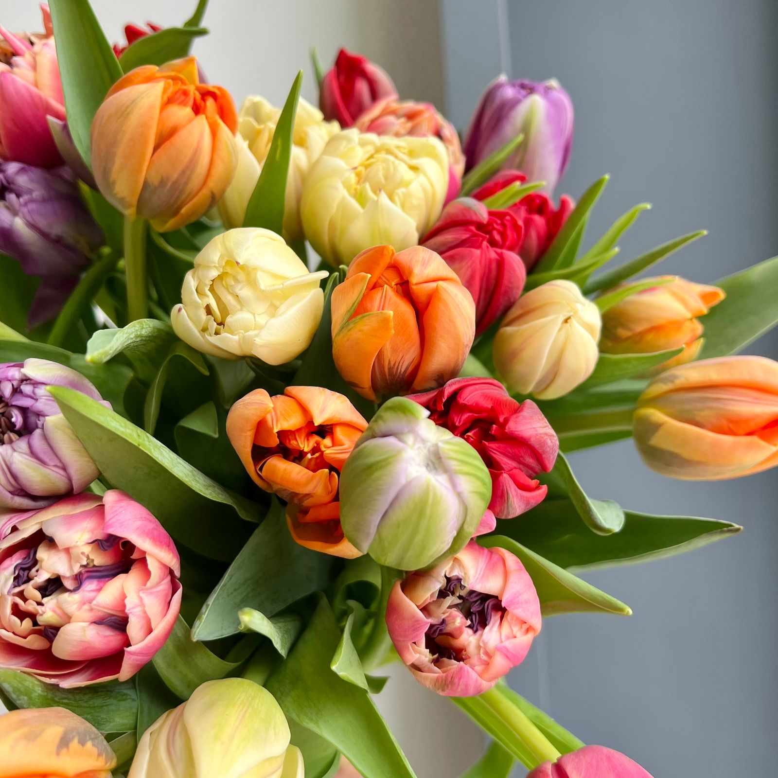 Tulips Double - Mixed Extra