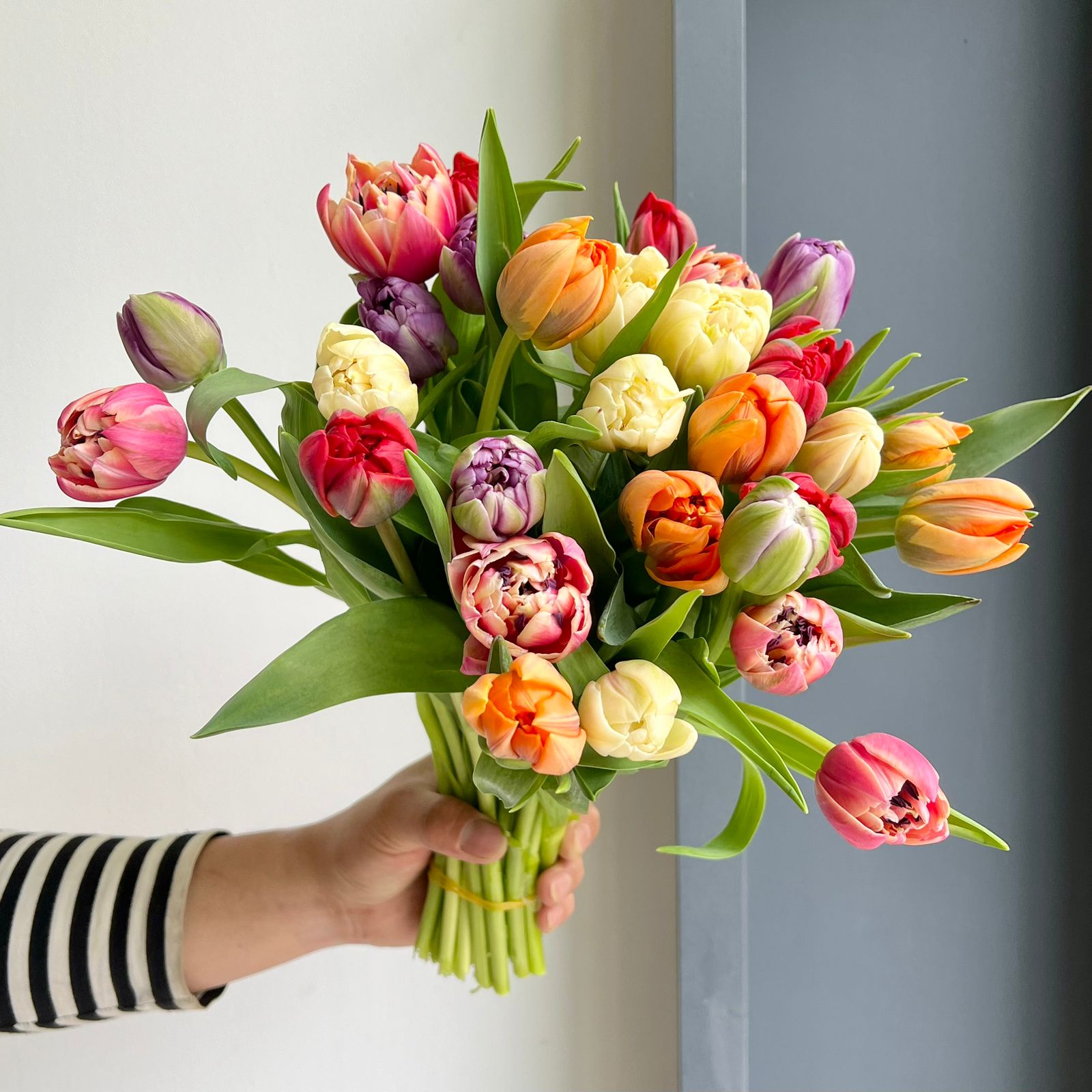 Tulips Double - Mixed Extra