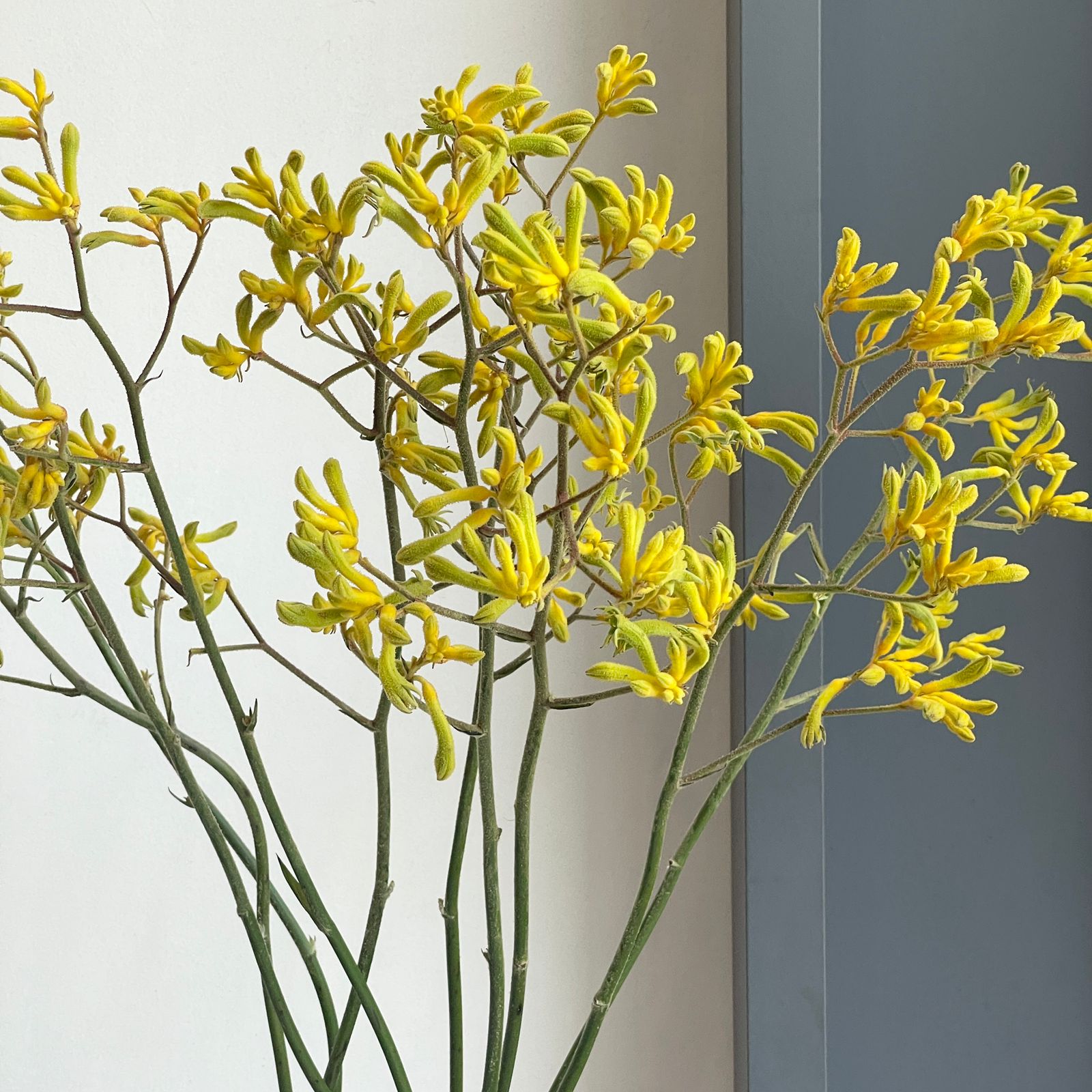 Kangaroo Paws - Bush Down Yellow