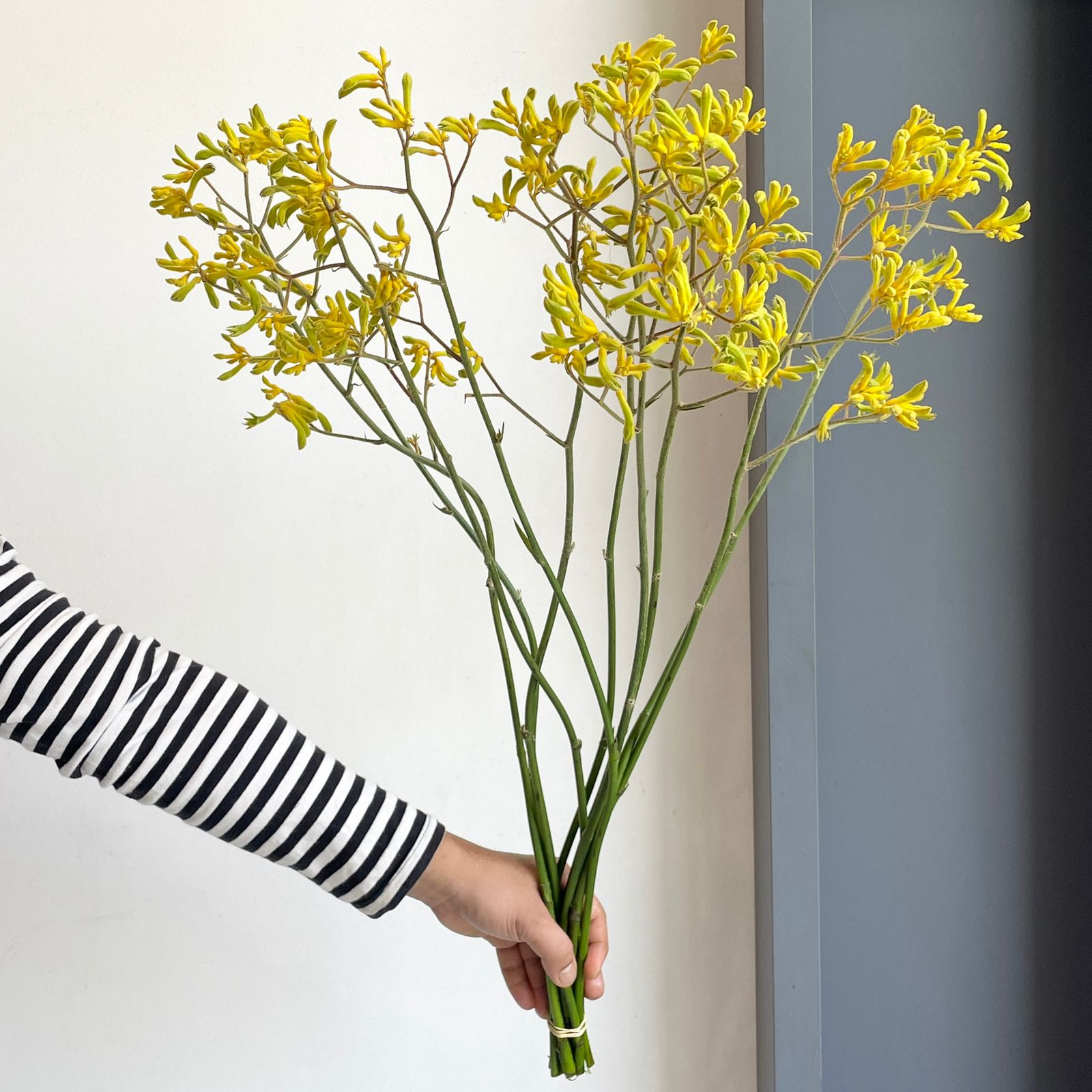 Kangaroo Paws - Bush Down Yellow