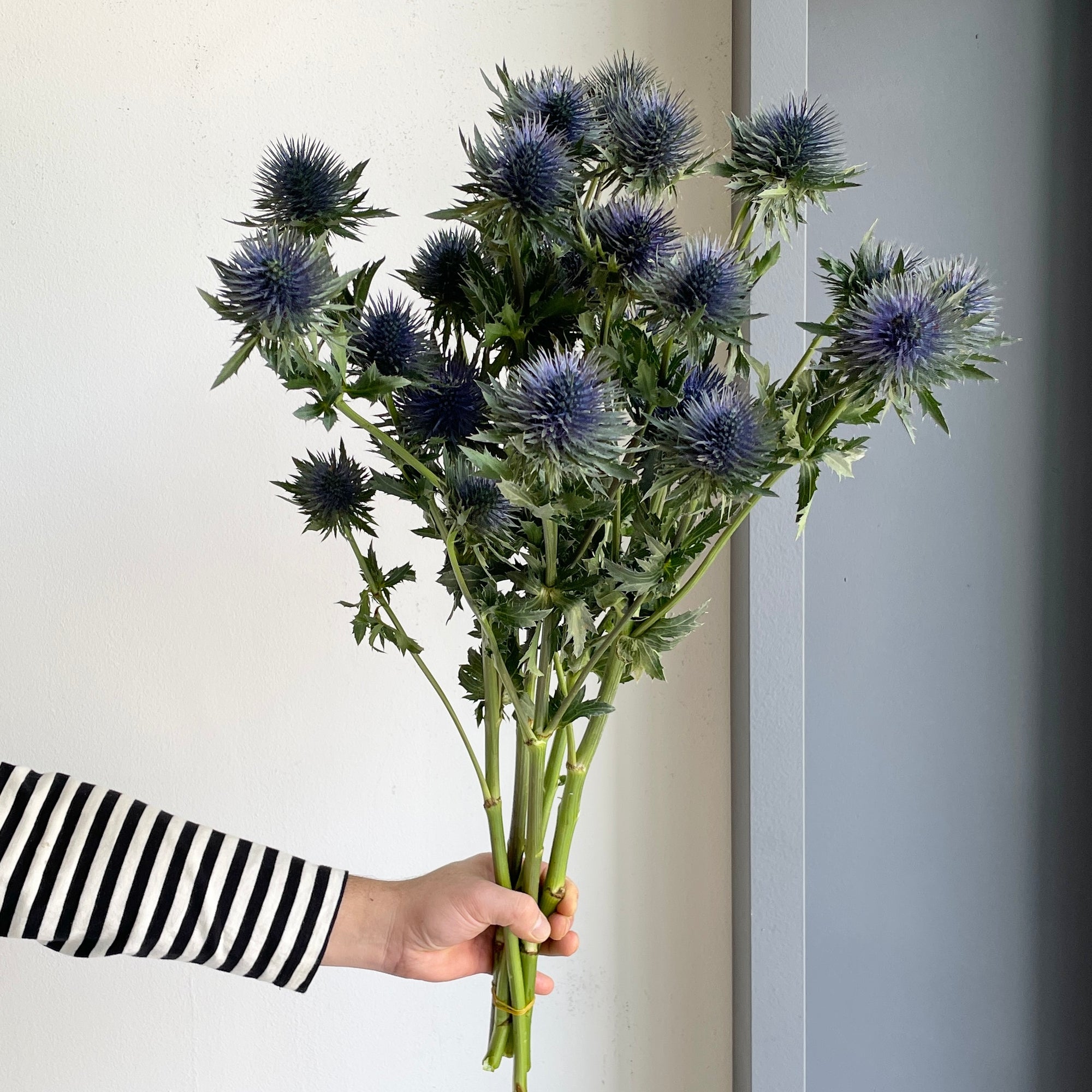 Eryngium Magnetar Questar Blue XL (5 Stem)