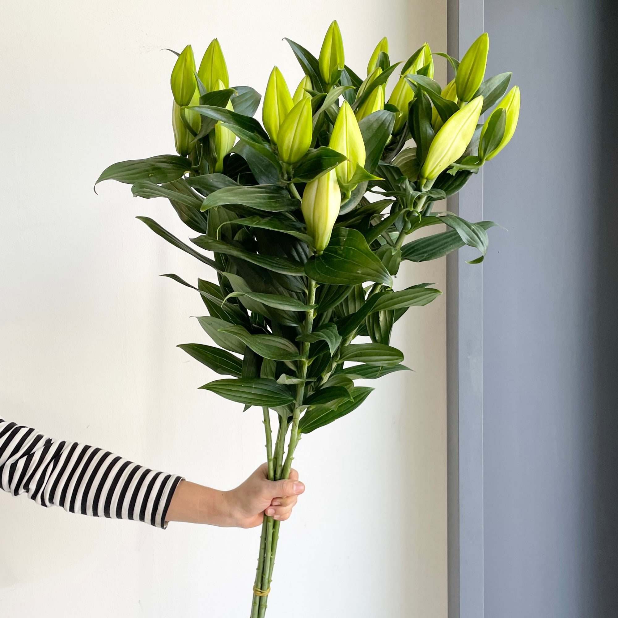 Lilies Oriental - Riverdale White