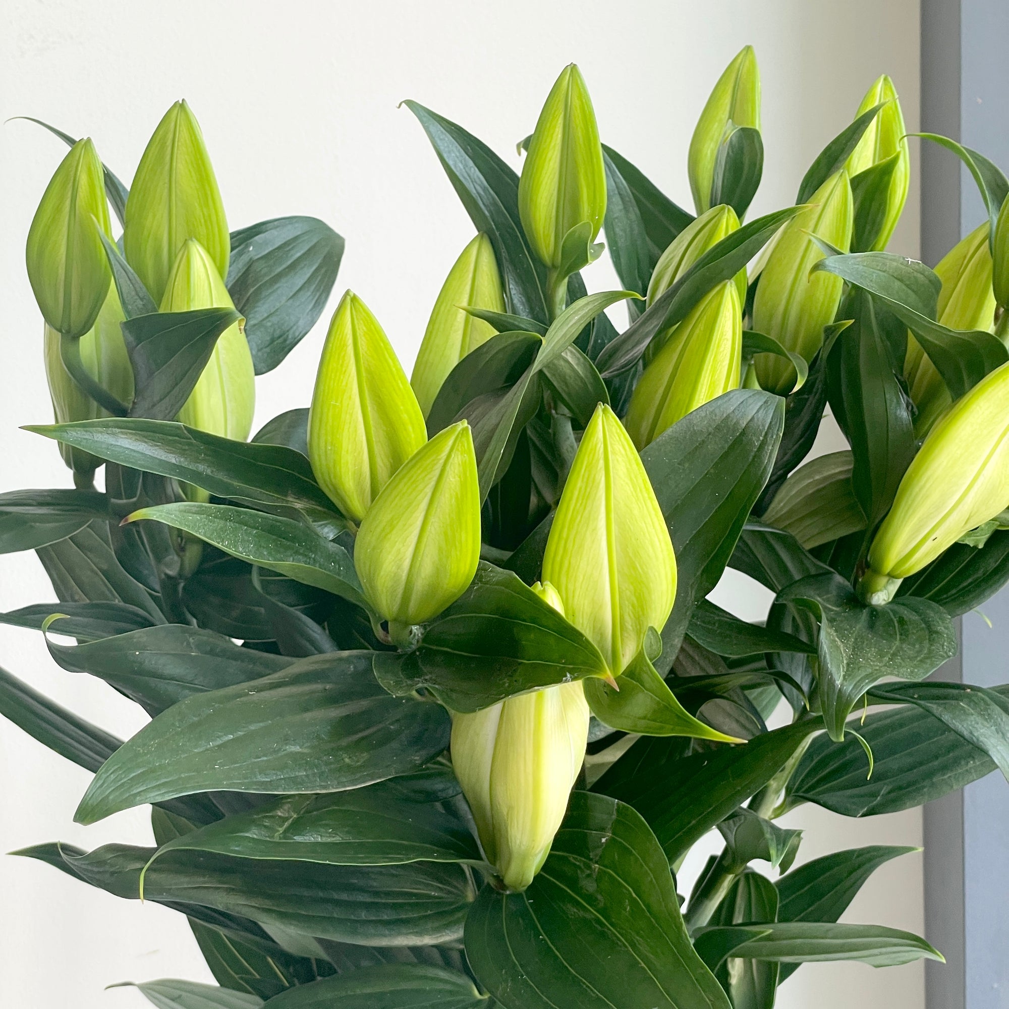 Lilies Oriental - Riverdale White
