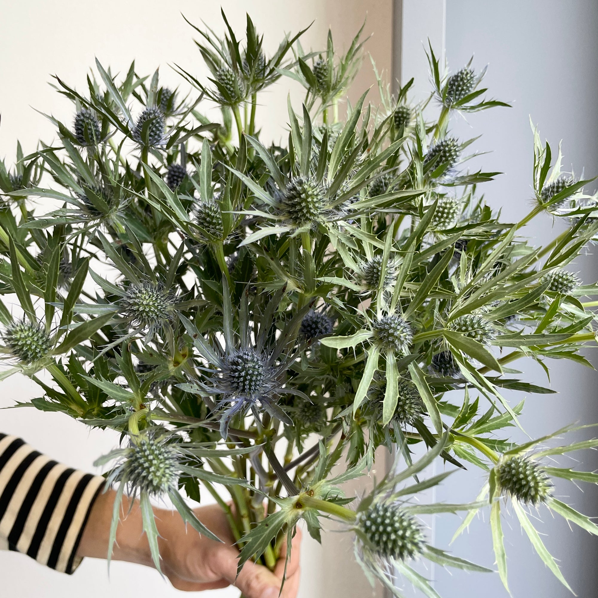 Eryngiums - Jewel Stone Blue (20 stems)