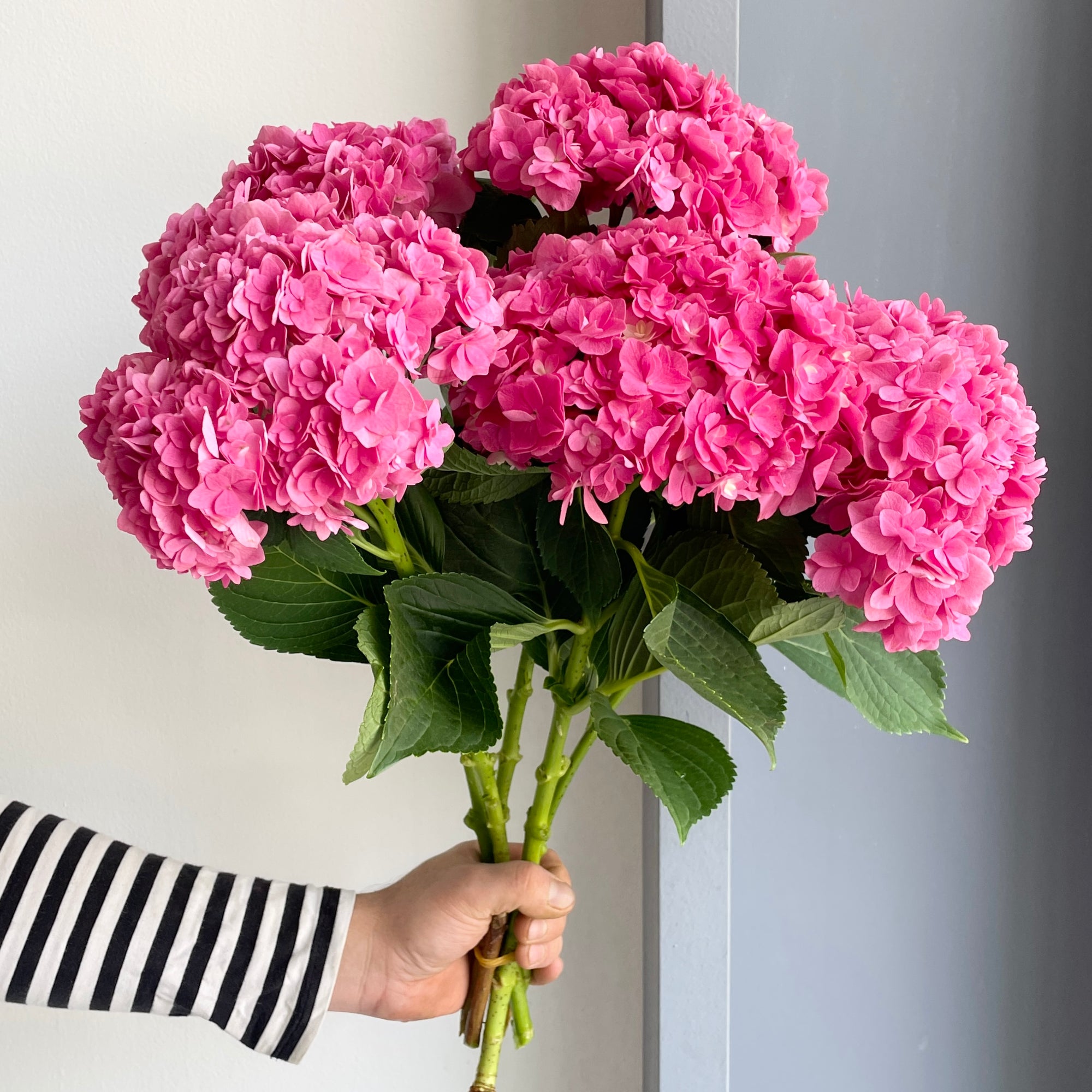 Hydrangeas - Royal Kiss