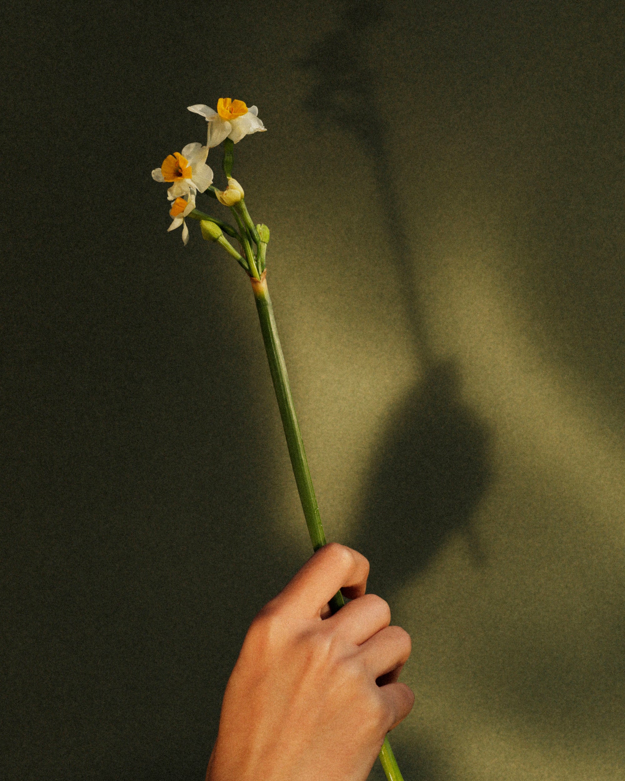 Dastaangoi Daffodils of Kashmir