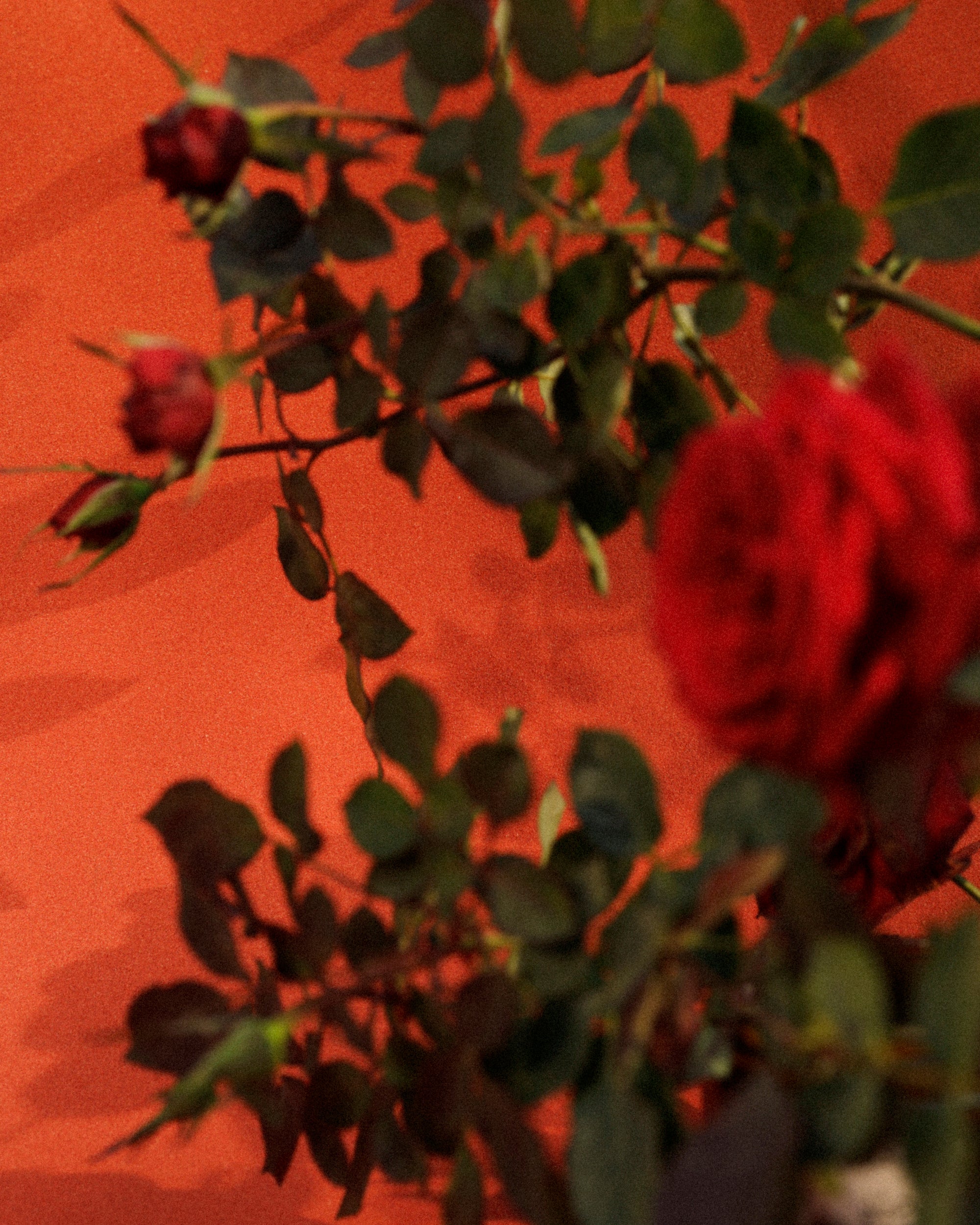 Dastaangoi Roses of the Mughal Empire