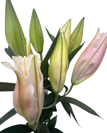Lilies Oriental - Catemaco Rose Pink