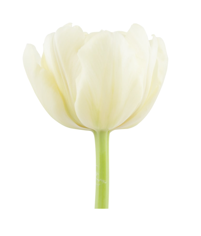 Tulips Double - Avant Garde Creme