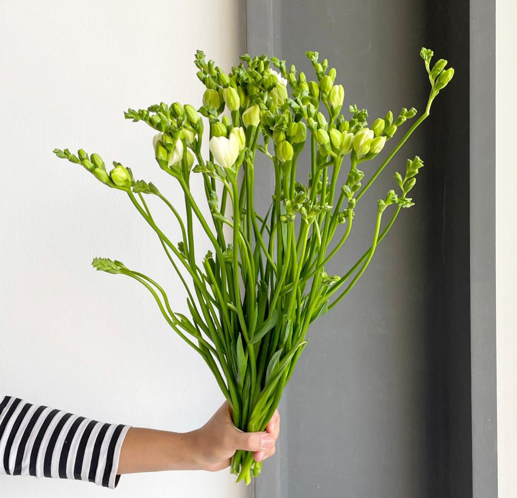 Freesias Double - Essence White