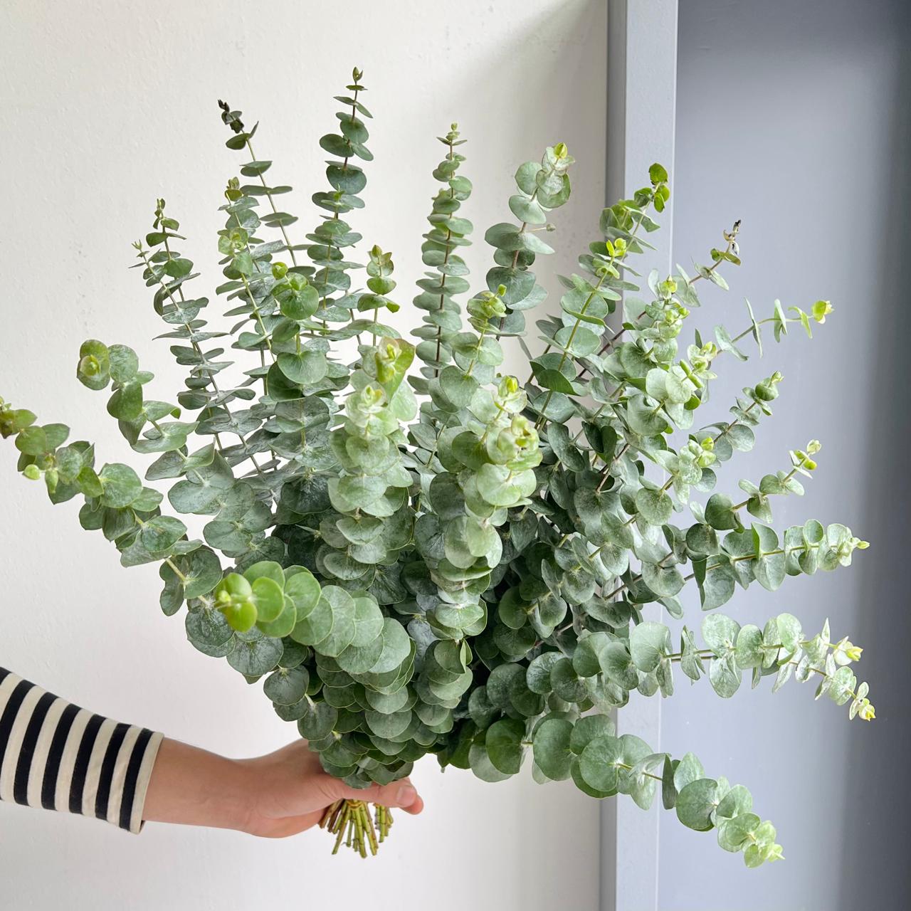 Eucalyptus Cinerea - Silver Dollar (Short Stems)