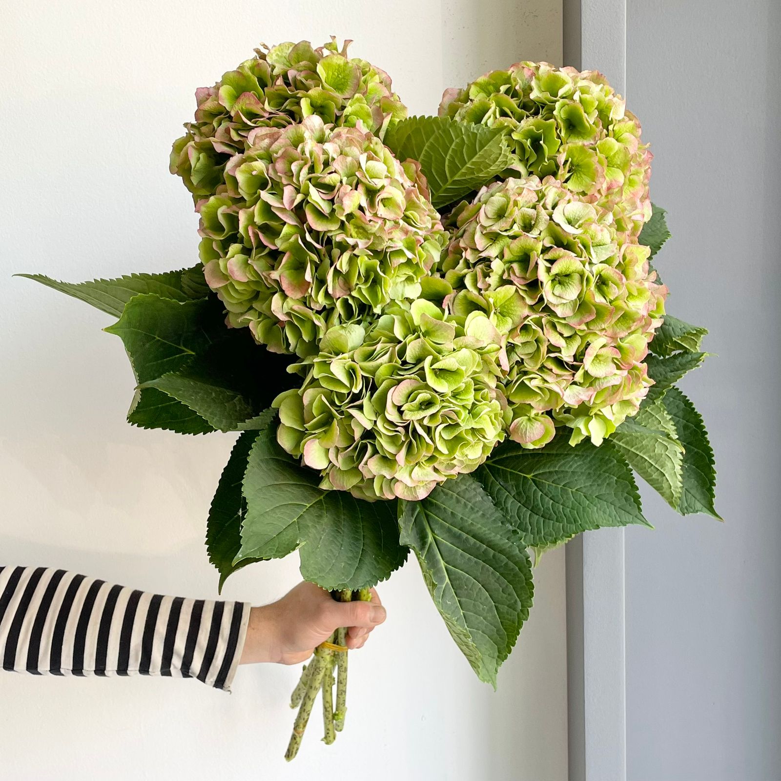 Hydrangeas - Verena Classic