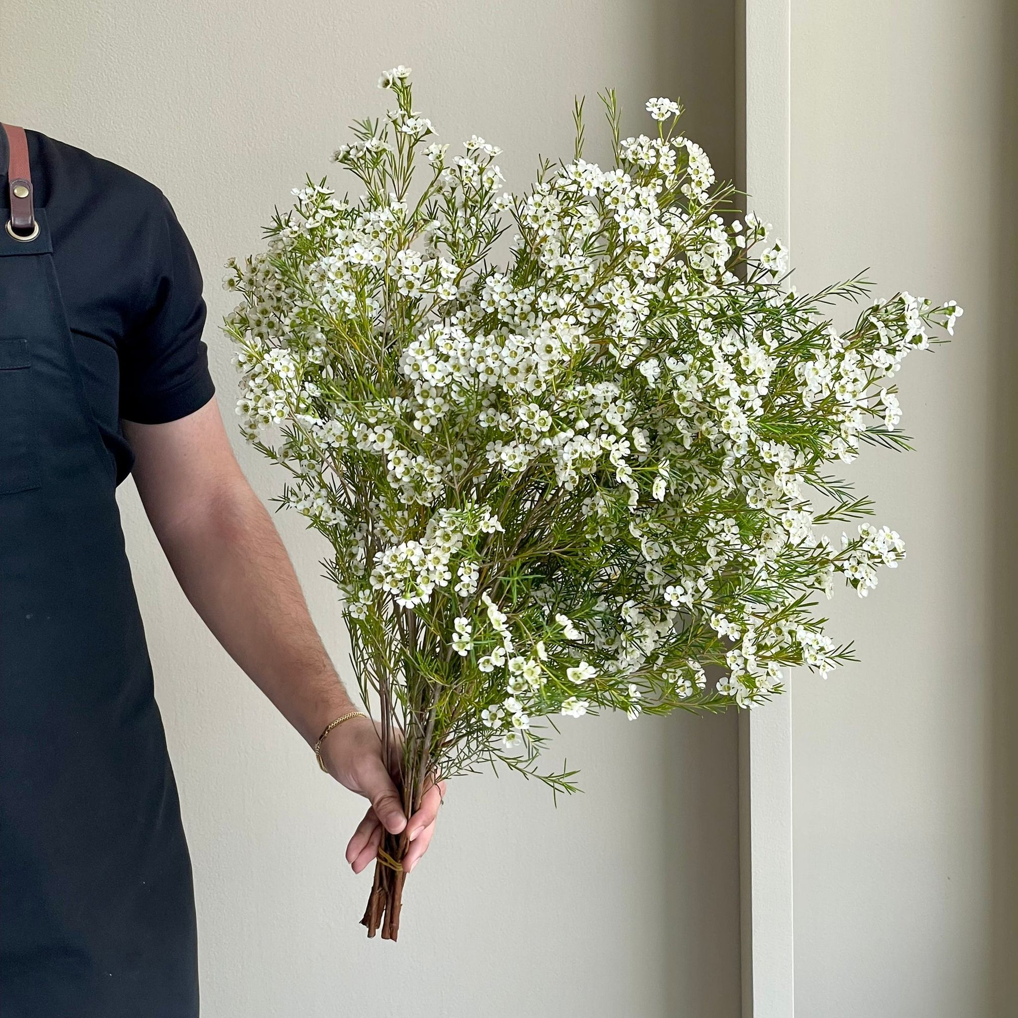 Wax Flower - Guy White