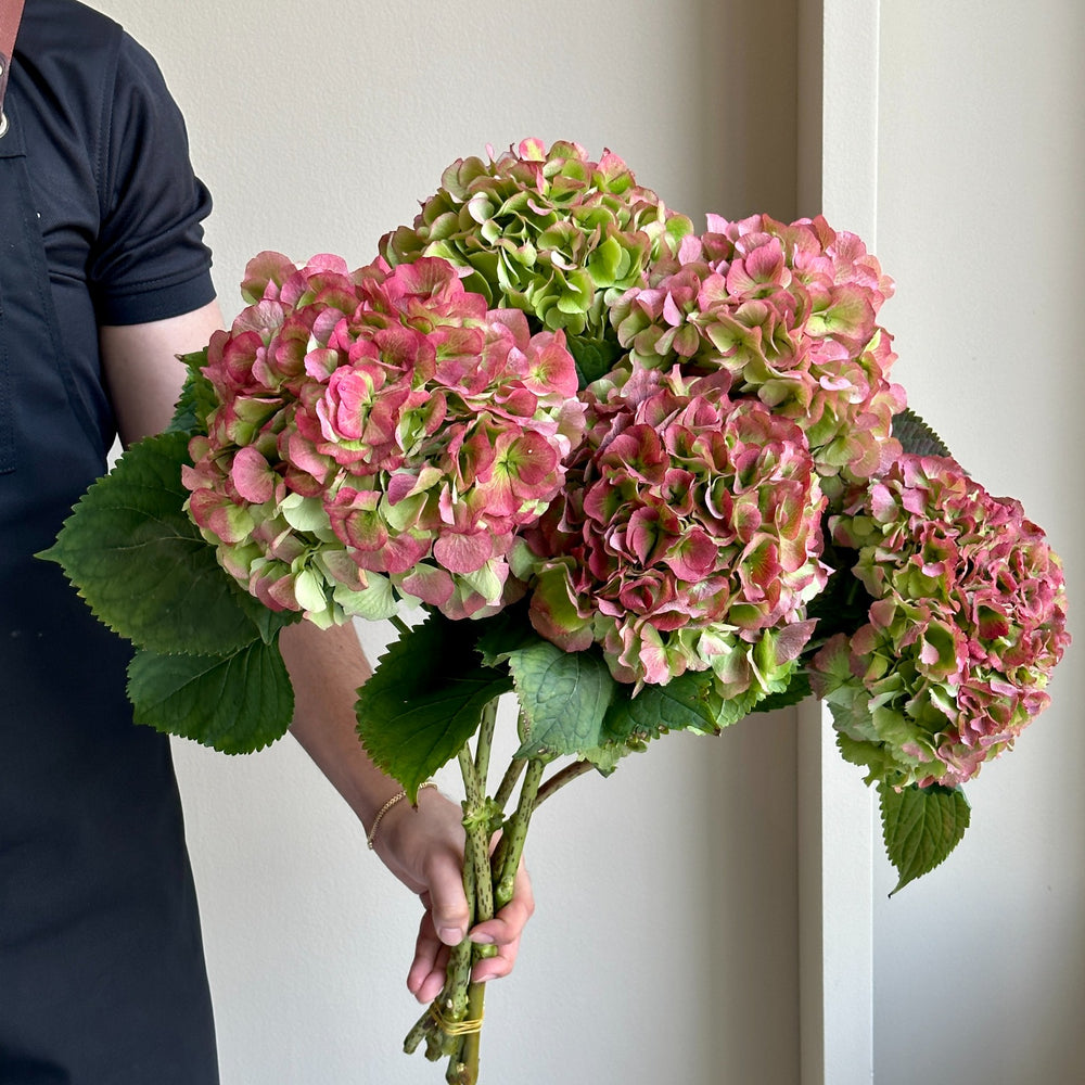 Hydrangeas - Elbtal Classic