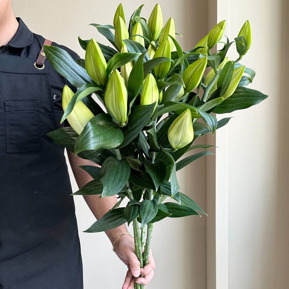 Lilies Oriental - Riverdale White
