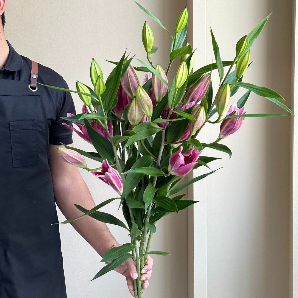 Lilies Oriental - Purpinca Pink