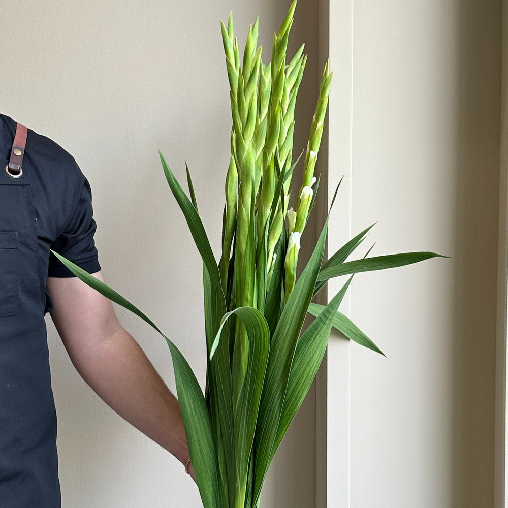 Gladioli - Serena White