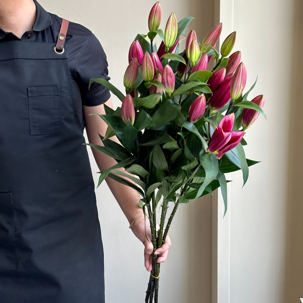 Lilies Orientpet - Invictus Red