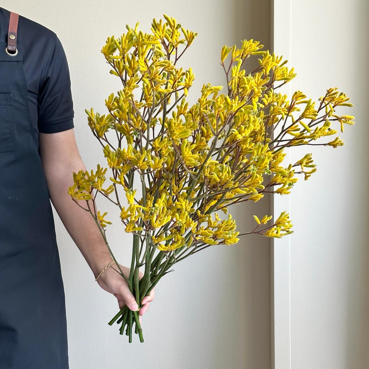 Kangaroo Paws - Yellow Gem