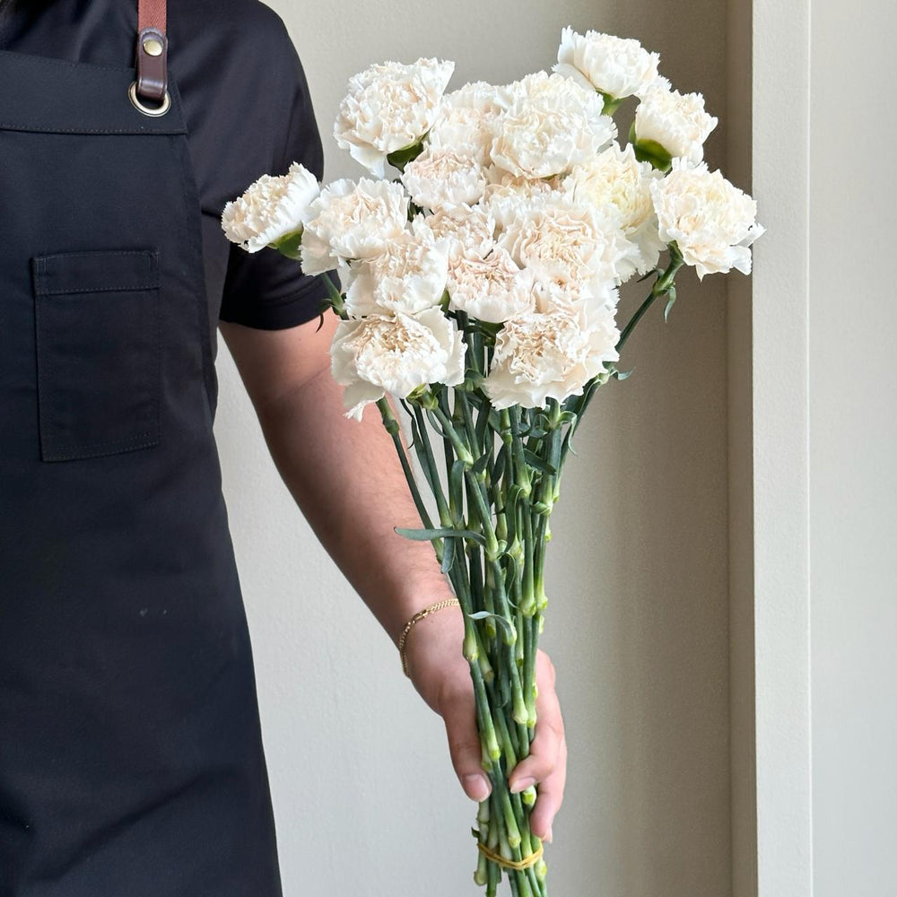 Carnations - Brut Blush