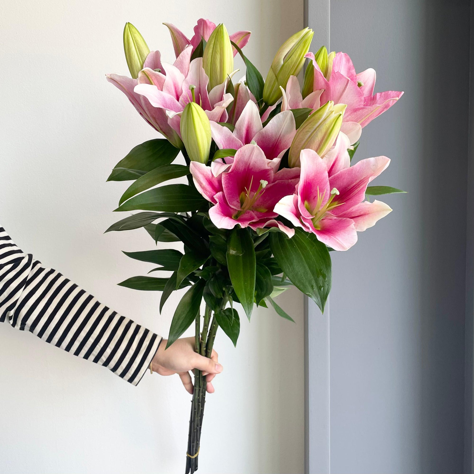 Lilies Orientpet - Trocadero Pink (Beautiful Blooms)