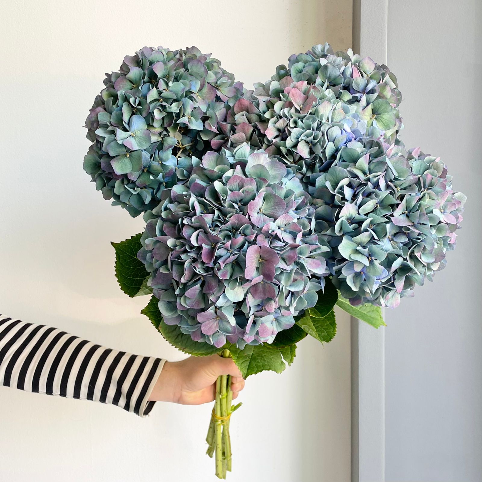 Hydrangeas - Pimpernel Classic XL
