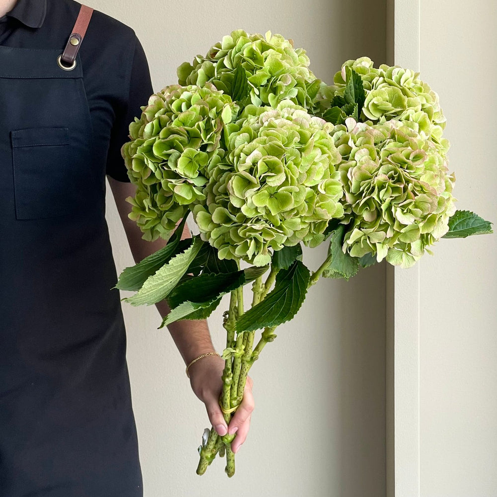 Hydrangeas - Verena Classic