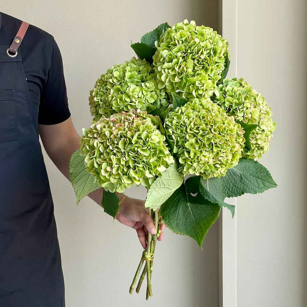Hydrangeas - Cannonball Classic Green