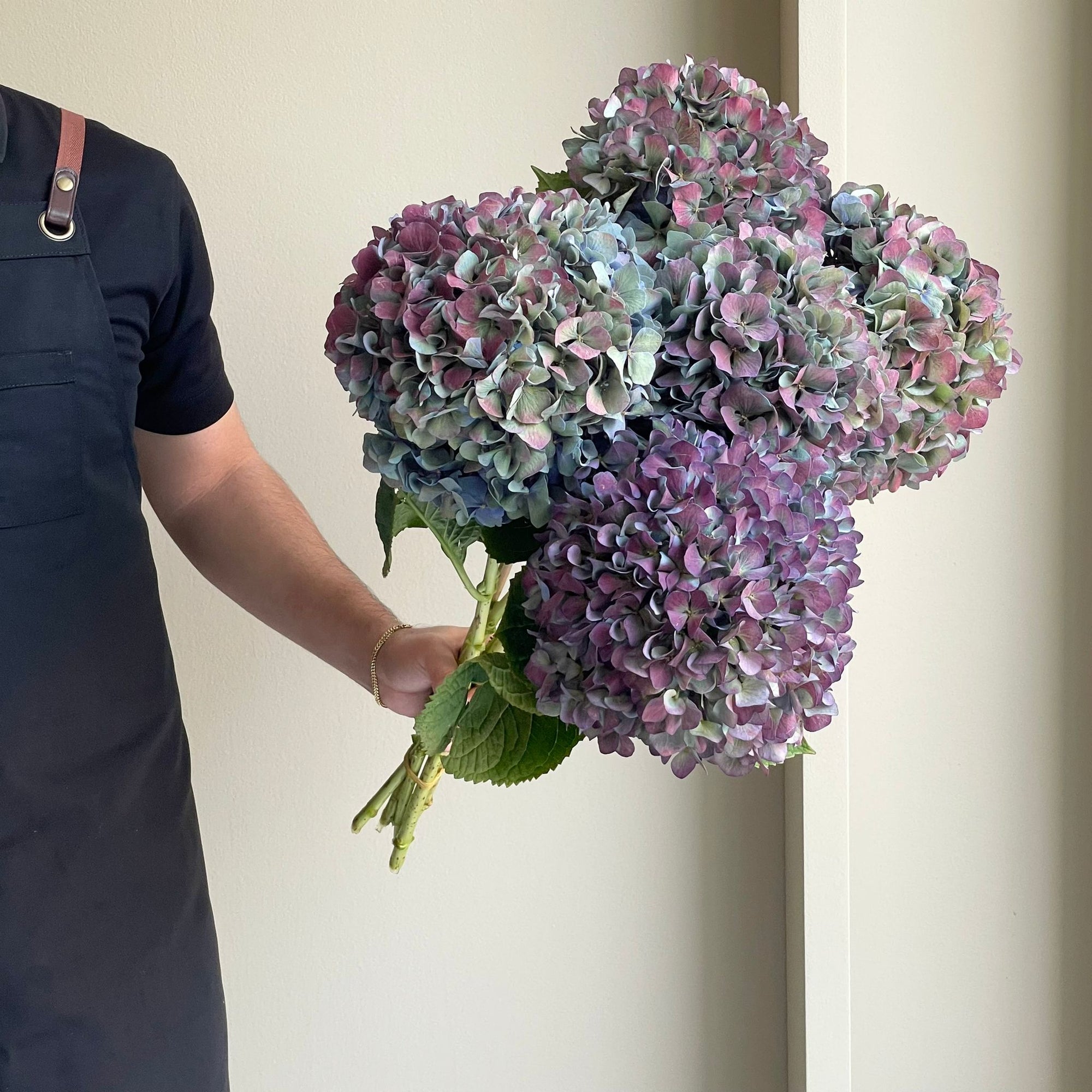 Hydrangeas - Pimpernel Classic XL