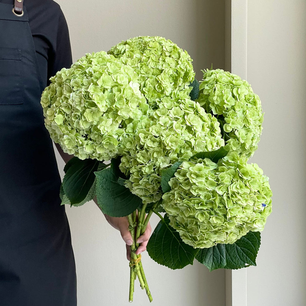Hydrangeas - Royal Highness Green XL