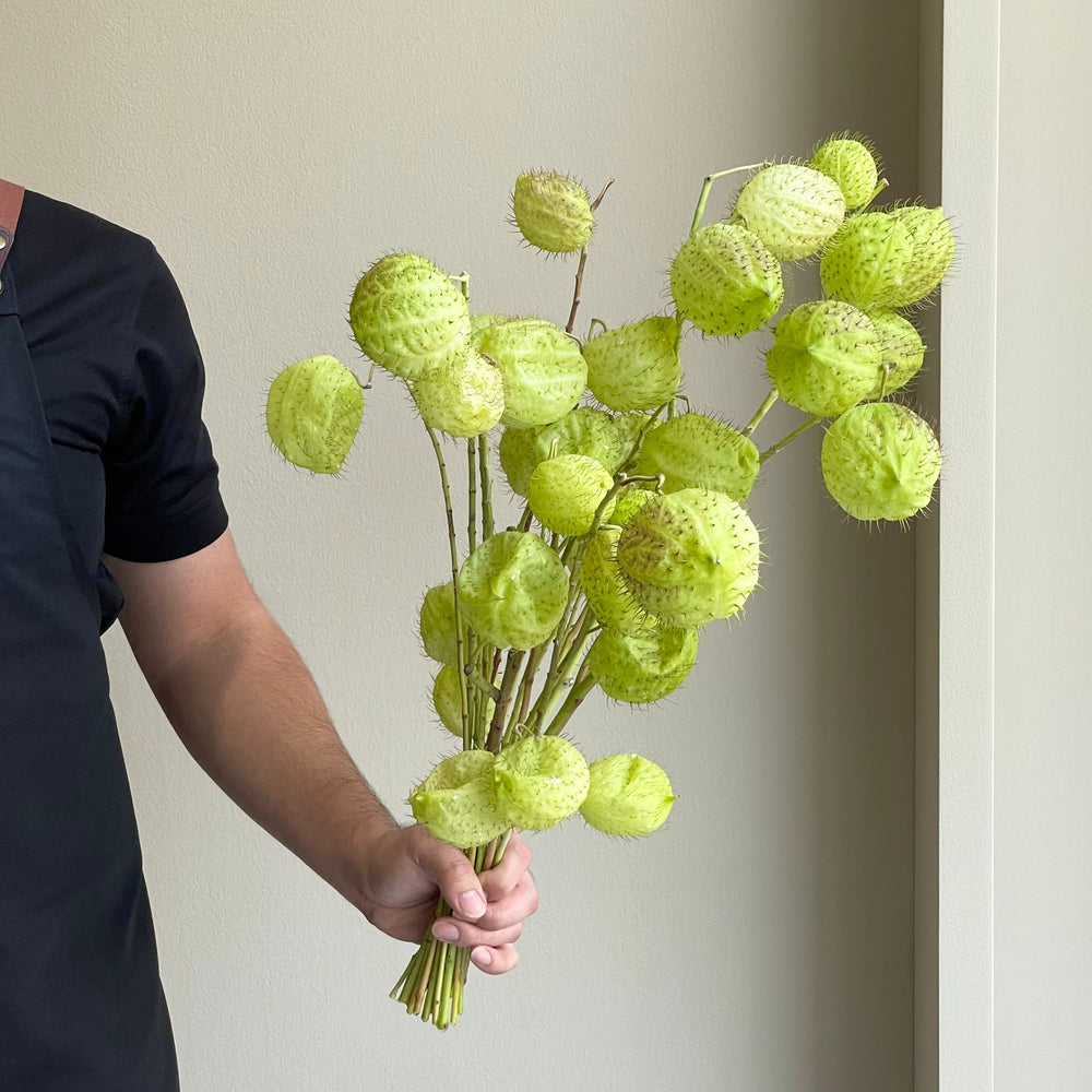 Asclepia Moby Dick Green Super